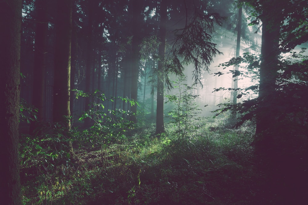 Peaceful Forest